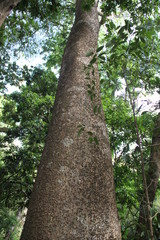 Fototapeta premium Ceiba speciosa