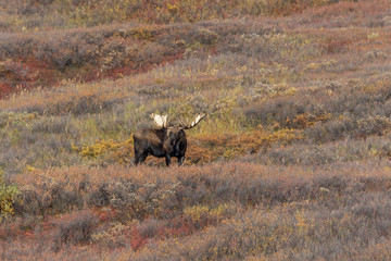 Alaska Yukon Bull Moose in Denali National Park in Autumn