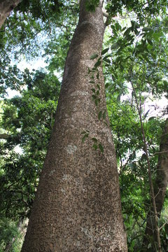 Ceiba speciosa