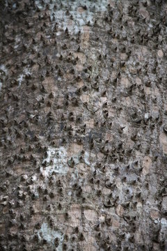 Arbre &agrave; &eacute;pines (Ceiba speciosa)