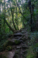 Trilha em floresta tropical de altitude em Itatiaia