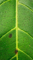 Textura da folha verde em detalhe com manchas escuras