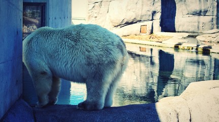 A shy polar bear in the zoo