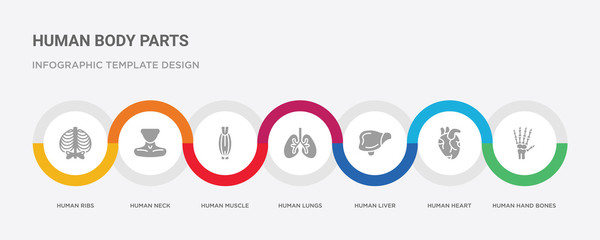 7 filled icon set with colorful infographic template included human hand bones, human heart, human liver, lungs, muscle, neck, ribs icons