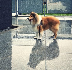 A dog