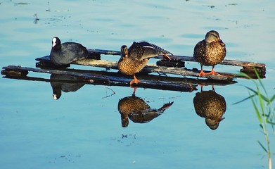 ducks on the water