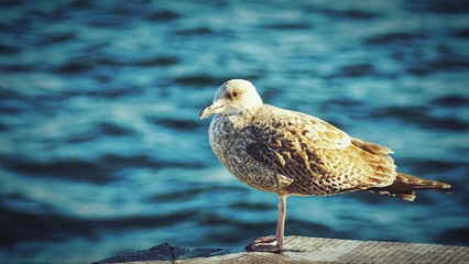seagull on a rock
