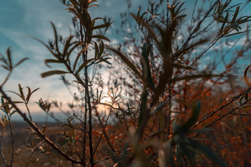 Trees covered with yellow and scarlet leaves on sunset background on hills. Autumn scene.