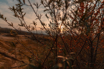 Trees covered with yellow and scarlet leaves on sunset background on hills. Autumn scene.