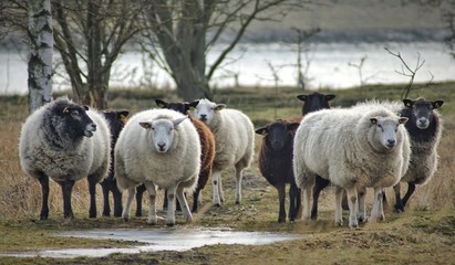 Fototapeta premium Sheep in nature