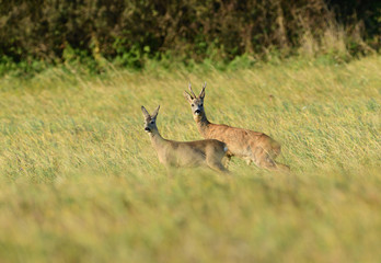 Roe deer and doe walking on the meadow with green grass