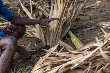 People of ancient tribes are collecting thatch for their necessary use