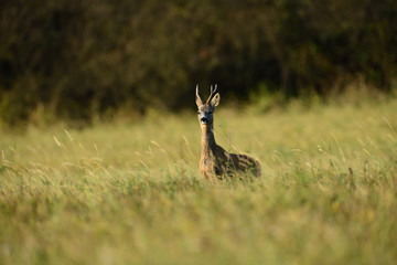 Roe deer walking on the meadow with green grass © Pavol Klimek