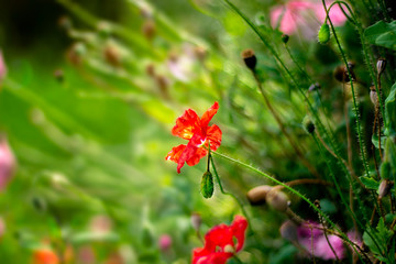 red flower in garden