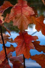 Herbstlicher Blätter in Lüneburg, Deutschland