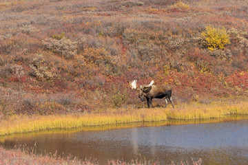 Alaska Yukon Bull Moose in Denali National Park in Autumn