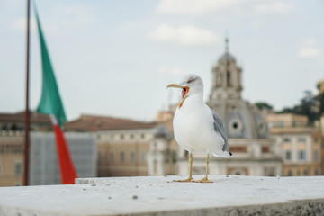 Funny bird in Italian city