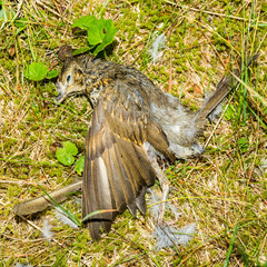A dead bird (Song thrush, Turdus philomelos) lying in the grass in a clearing. Bird on the feathers covered with morning dew.
