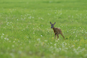 Roe deer walking on the meadow with green grass