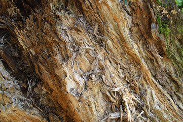 Texture wood of a broken pine tree in a forest close-up.