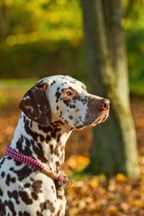 Portrait eines Dalmatiner Hundes im Herbst bei Sonnenschein Seitenansicht Rassehund