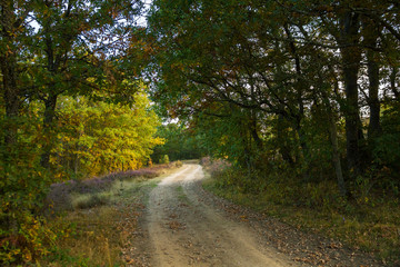 Road between autumnal trees 