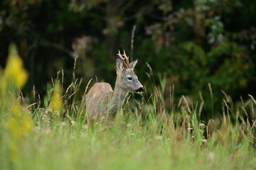 Portrait of roe deer´s head on the meadow on the pasture