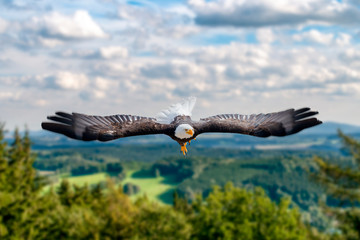 Adler fliegt mit ausgebreiteten Schwingen in großer Höhe an einem sonnigen Tag direkt auf den...