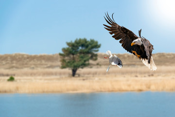 Adler jagt eine Taube. Der Adler breitet seine Schwingen aus und öffnet seine Krallen, um die...