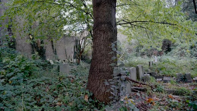 Old Graveyard, overgrown spooky cemetery 