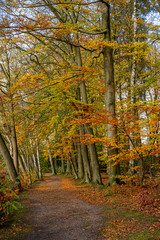 Obraz premium Herbstlicher Wald in Lüneburg, Deutschland