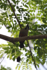 Motmot à sourcil bleus