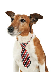 Portrait of an adorable Jack Russell Terrier