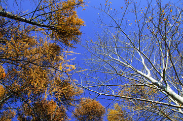 Crowns of birches and poplars in a forest in autumn against a blue sky. View from below.