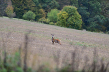 Roe deer walking on the meadow with green grass