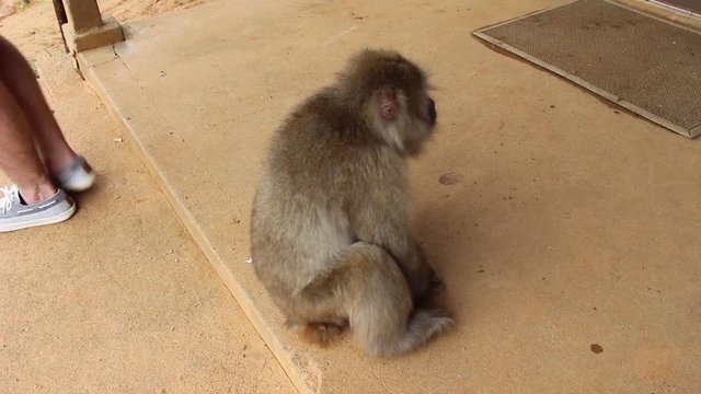 Monkey Sitting in Iwatayama Monkey Park in Kyoto Japan