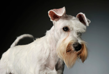 Portrait of an adorable Schnauzer