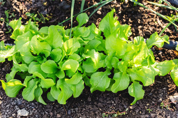 Lettuce leaves Planting in farmer's garden for food. Healthy lettuce growing in the soil. Fresh green leaf lettuce plants grows in the open ground. Batavia, cos salad leaf background.