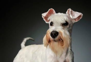 Portrait of an adorable Schnauzer