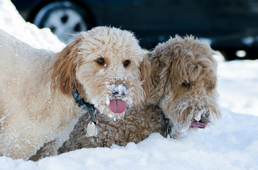 Goldendoodle Dogs In Snow