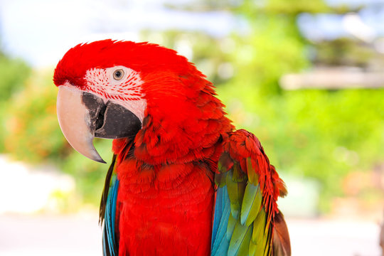 Splendor Begrænsning femte 1,033 BEST Papuga IMAGES, STOCK PHOTOS & VECTORS | Adobe Stock