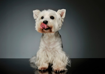 Studio shot of an adorable West Highland White Terrier Westie