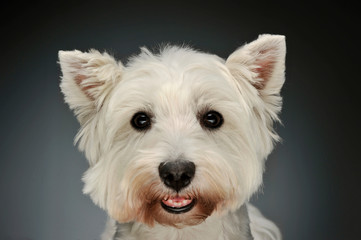 Portrait of a West Highland White Terrier Westie