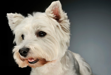 Portrait of a West Highland White Terrier Westie