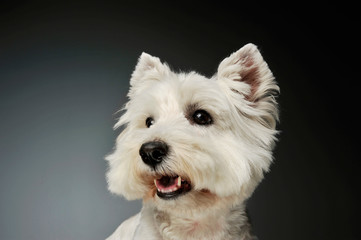 Portrait of a West Highland White Terrier Westie