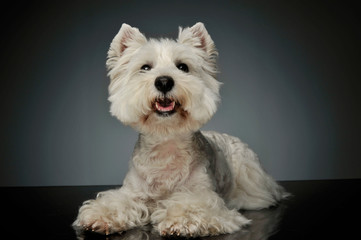 Studio shot of an adorable West Highland White Terrier Westie