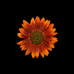 Beautiful decorative sunflower isolated on a black background