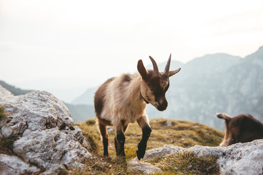 mountain goat at refugio bergamo hut at sunset in the dolomites