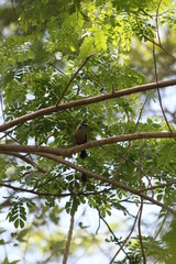 Motmot à sourcil bleus