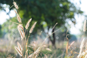 Grass flowers